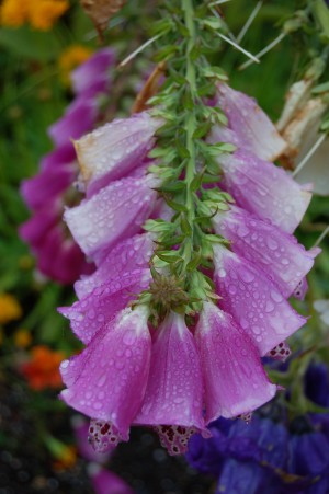 Flower Mix 14
